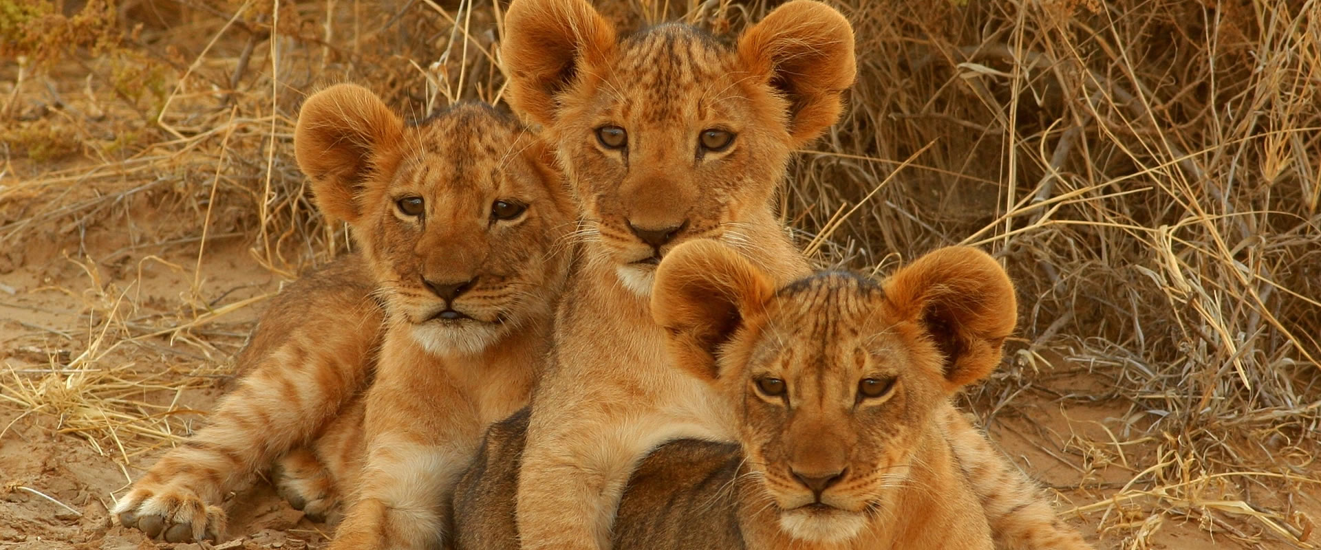 Kuza Utalii | Kenya.